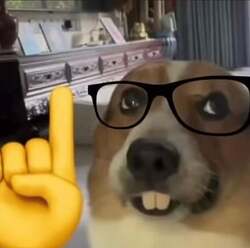 anyone-have-the-nerd-dog-in-hq-v0-akkxz5ofa3ob1