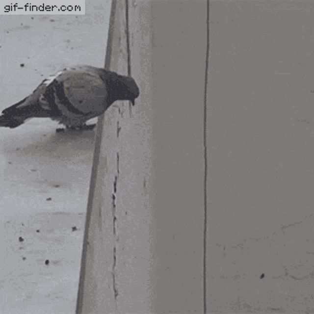 pigeon-falling-matvey