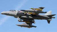 harriergr9-6_small