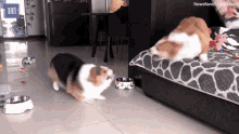 corgi-playfight