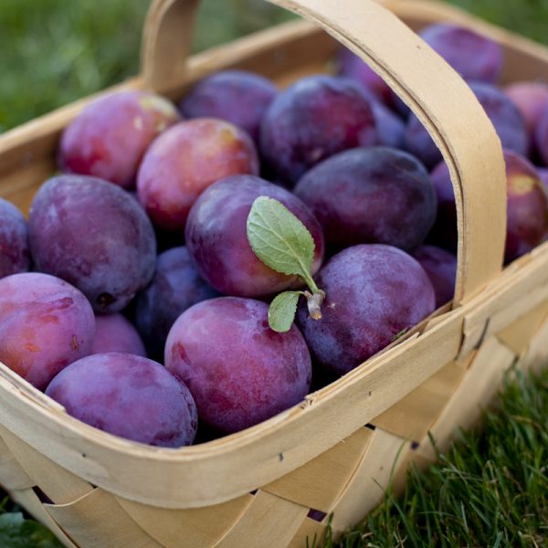 IMG_5861picking-plums-600x600