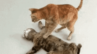 99px_ru_animacii_36261_odna_koshka_delaet_neprjamoj_massaj_serdca_drugoj_koshke