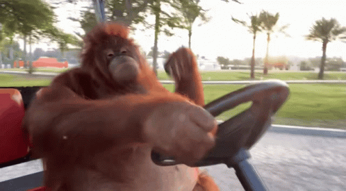 orangutan-driving
